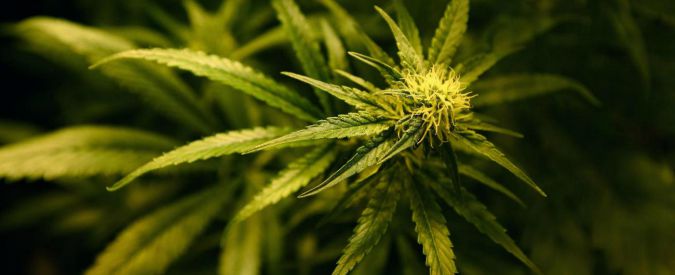 Cannabis, proposta di legge su legalizzazione approda alla Camera. Imbarazzo Pd, ira delle destre