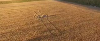 Copertina di Russia, un drone scopre nuovi cerchi in un campo di grano: formano un orologio da polso