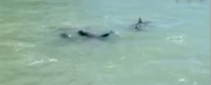 Copertina di Caccia ai delfini in Giappone, il filmato dell’ambientalista è straziante