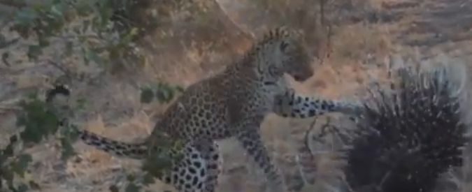 Copertina di Leopardo vs porcospino, la lezione che tutti i felini dovrebbero imparare: fare attenzione agli aculei