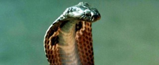Copertina di Serpenti, Medici senza frontiere: “Tra meno di un anno finiranno le scorte dell’antidoto contro veleno”