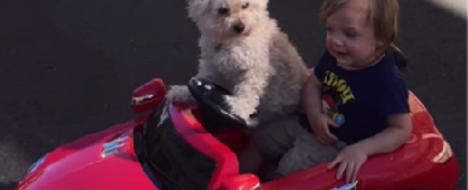 Copertina di Usa, il cagnolino è un provetto pilota: così fa da autista al suo piccolo padrone, ma c’è il trucco