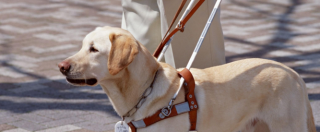 Copertina di Roma, cieca va col cane guida a fare denuncia alla polizia. Gli agenti la bloccano: “Lui non può salire”