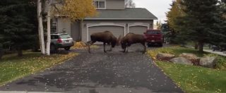 Copertina di Alaska, due alci si prendono a cornate nel giardino di un’abitazione