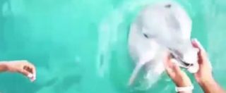 Copertina di Bahamas, il delfino ripesca l’Iphone della turista caduto in acqua