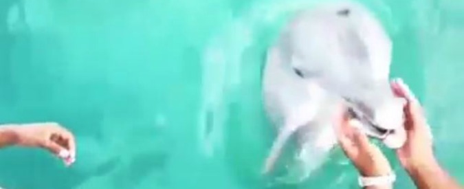 Copertina di Bahamas, il delfino ripesca l’Iphone della turista caduto in acqua