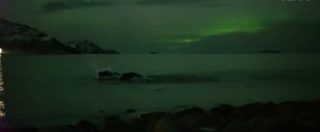 Copertina di Norvegia, la danza silenziosa delle megattere sotto il cielo dell’aurora boreale