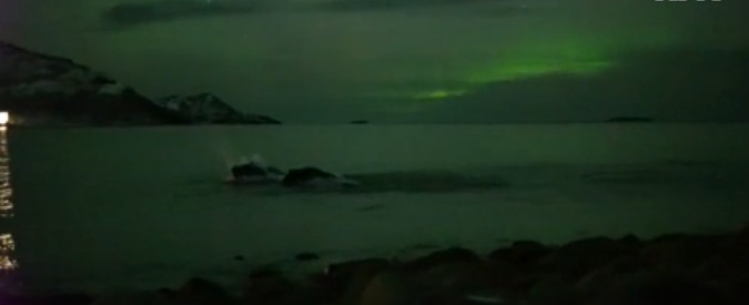 Copertina di Norvegia, la danza silenziosa delle megattere sotto il cielo dell’aurora boreale