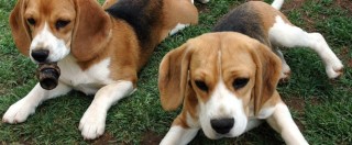 Copertina di Cina, creati beagle geneticamente modificati per studiare Parkinson e distrofia e per operazioni militari
