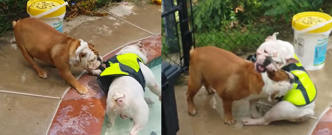 Copertina di Bulldog si improvvisa bagnino a 4 zampe: così “salva” il compagno di giochi