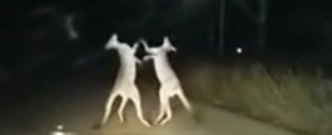 Copertina di Australia, la lotta all’ultimo sangue tra due canguri: calci e pugni in strada