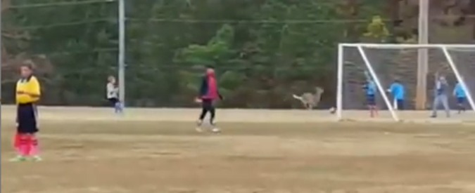Copertina di Inghilterra, cervo entra nel campo di calcio e segna un gol. Poi fugge nel bosco