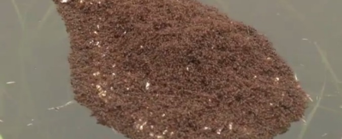 Copertina di Usa, le piogge torrenziali devastano il Sud Carolina e le formiche rosse si salvano così