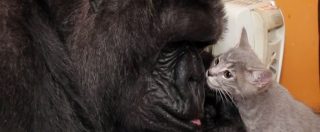 Copertina di La gorilla Koko compie 44 anni. Il regalo? Due gattini da amare come fossero cuccioli