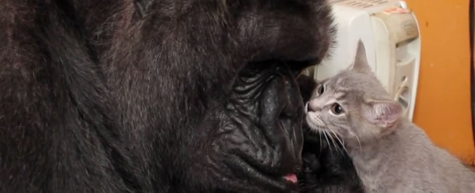 Copertina di La gorilla Koko compie 44 anni. Il regalo? Due gattini da amare come fossero cuccioli