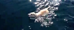 Copertina di Cucciolo cade dal traghetto a Napoli. Salvato da velisti, il lieto fine del Labrador