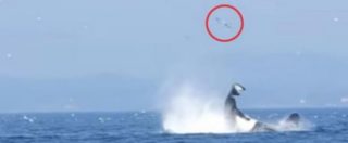 Copertina di Canada, durante la caccia l’orca lancia un leone marino a 25 metri di altezza. E poi lo uccide