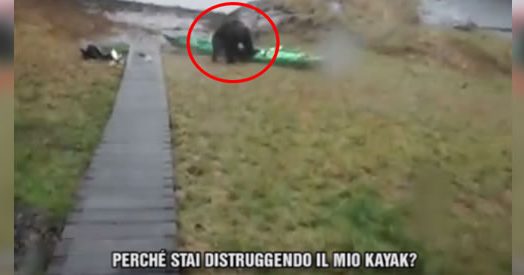 Alaska, ragazza spruzza dello spray urticante contro un orso e lui