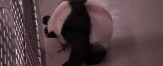 Copertina di La tenerezza del parto del panda: la nascita dei cuccioli nello zoo di Toronto