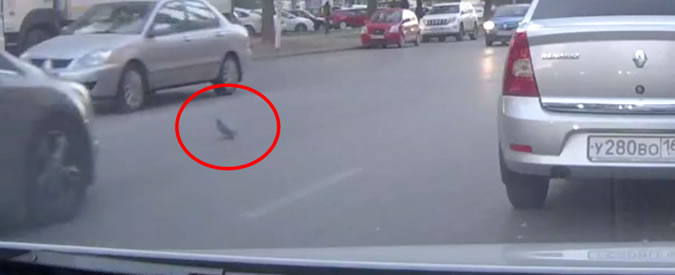 Copertina di Piccione ‘pedone’ attraversa la strada e provoca un incidente a catena