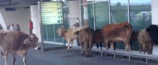 Copertina di Catania, mucche in pascolo all’aeroporto Fontanarossa: denunciato l’allevatore