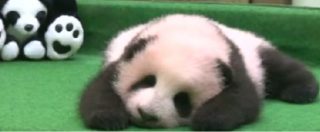 Copertina di Il cucciolo di panda ha un sonno ‘gigante’: di sasso al suo debutto con la stampa