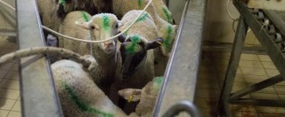 Copertina di Sassari, “agnelli stranieri spacciati per sardi”: chiesto il rinvio a giudizio per 130