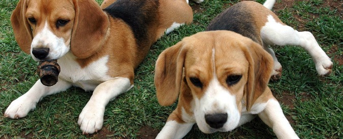 Green Hill, condannati 12 animalisti per assalto ad allevamento beagle a Brescia