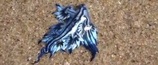 Copertina di Australia, ripreso su una spiaggia il ‘Blue Dragon’: una piccola creatura marina molto velenosa