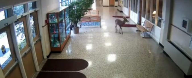 Copertina di Usa, cervo entra in una scuola della Virginia: il pavimento scivoloso mette a dura prova la fuga