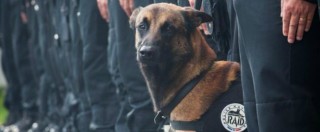 Copertina di Blitz a Saint-Denis, commozione sui social per Diesel: il cane poliziotto morto