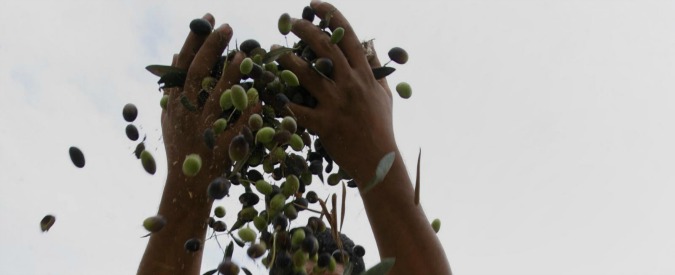 Made in Italy, l’olio d’oliva assediato da frodi e contraffazioni: “Illeciti sistematici e reiterati, tutele inadeguate”