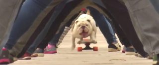 Copertina di Bulldog da record: sullo skate passa un tunnel di 30 persone. Il video dell’impresa di Otto