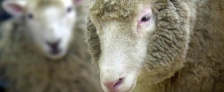 Roma, firmato il protocollo tra il Comune e la Coldiretti per le pecore tosaerba: coinvolti 20 parchi a vocazione agricola