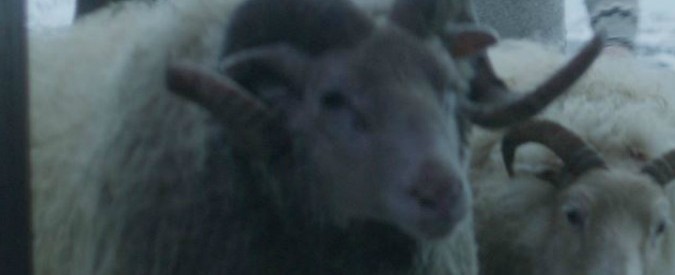 Rams – Storia di due fratelli e otto pecore:  la chicca cinematografica islandese, premiata a Cannes