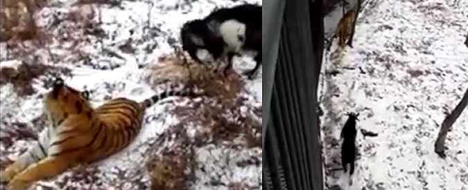 Copertina di Amicizie improbabili, era destinata a diventare il suo pasto ma la tigre preferisce giocare con la capra