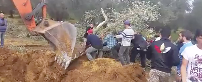 Copertina di Xylella, disobbedienza civile contro le ruspe. Attivisti piantano ulivi appena estirpati