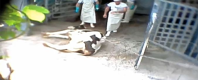 Copertina di Dentro al macello degli orrori, domani su ilfattoquotidiano.it e serviziopubblico.it