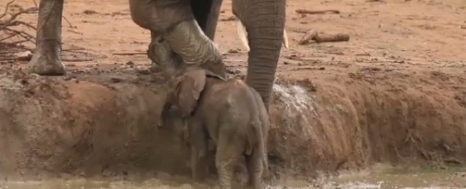 Copertina di L’elefantino finisce nel fango, la mamma e il resto del branco arrivano in suo soccorso