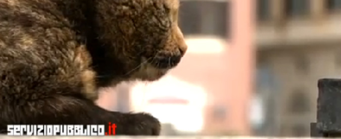 Copertina di Roma, prima parte dello speciale ‘Sepolta Viva’ di Servizio Pubblico: il gattile ‘sacro’ di Torre Argentina