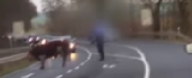 Copertina di Germania, toro non si sposta dalla strada: polizia spara 20 colpi per ucciderlo