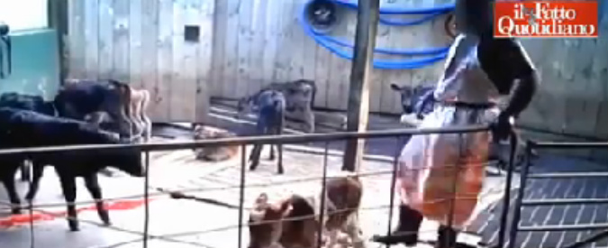 Copertina di Nuova Zelanda, vitellini presi a calci e lanciati nei camion: l’inchiesta choc