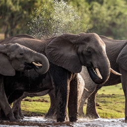 Botswana, un viaggio sulle orme degli elefanti