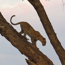 Un’Africa ricca e (quasi) felice