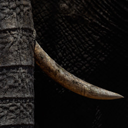 Elefante, il vero re della savana