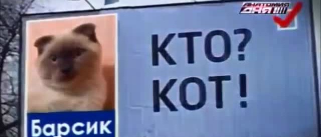 Copertina di Siberia, il gatto Barsik è il candidato sindaco di Barnaul. I cittadini: “Non è corrotto come i politici”