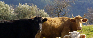 Copertina di India, “pagnottelle” di cacca di mucca vendute on-line. L’ultima trovata di Amazon e eBay è già un successo