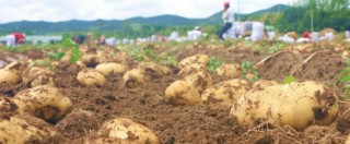 Copertina di Serre sulla Terra come se fosse Marte: coltivare patate per combattere la fame nel mondo