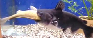 Copertina di Vita da acquario: il pesce gatto si pappa un altro pesce con un sol boccone