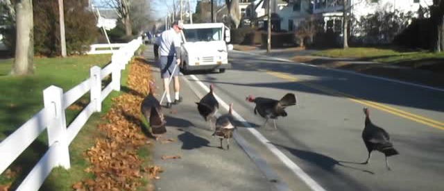 Copertina di Usa, ogni giorno un postino viene beccato da un gruppo di tacchini